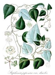 Image result for Menispermaceae