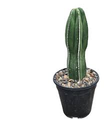Image result for Lophocereus marginatus