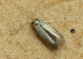Image result for Stigmella roborella