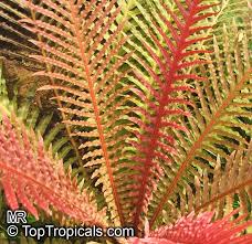Image result for Blechnum
