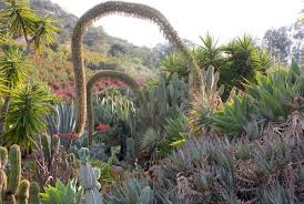 Image result for Agave attenuata