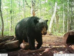 Building A Bear Bait Barrel Black Bear Hunting Bear Hunting Bear