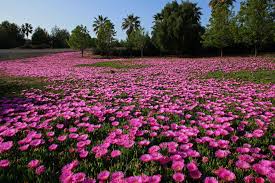 Image result for Carpobrotus