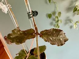 Image result for Quassia undulata