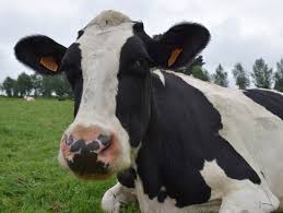 Vaca (animal)
