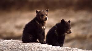 Grizzly Bears