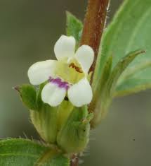 Image result for Duosperma quadrangulare