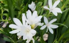 Image result for Nesaea sarcophylla