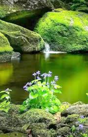 Nature Photography Contests For High School Students Order Photography Of Flowers And Photography Competiti Nature Photography Beautiful Nature Nature Pictures