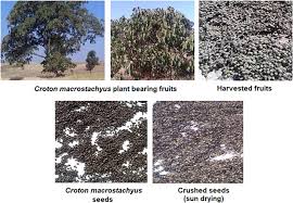 Image result for Croton macrostachyus