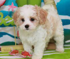 In addition to our selection of designer and purebred puppies for sale, we offer expert dog training, professional pet grooming and the best pet supplies, pet foods and pet products available at the low prices. Foxglove Designer Puppies Cavachon Puppies Puppies And Kitties Cavachon Dog