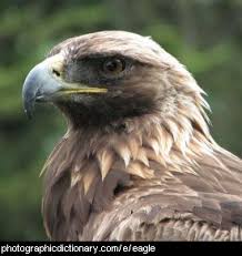 Animals that start with the letter t. Animals That Start With E