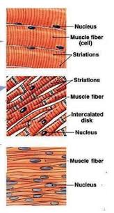 For example, the muscle cells form muscular tissues which helps in movement, nerve cells form the nervous tissue which helps in transmission of messages. Chapter 6 Tissues Class 9 Ncert Solutions Science