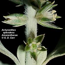 Image result for Amaranthaceae