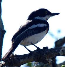 Black And White Bird With Long Orange Beak Black And White Bird On African Safari Black And White Birds White Bird African Safari