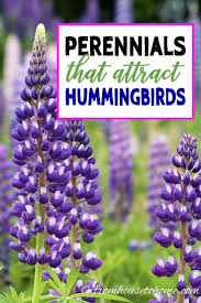 Maybe you would like to learn more about one of these? Hummingbird Plants 25 Of The Best Flowers That Attract Hummingbirds Gardening From House To Home Flowers That Attract Hummingbirds Hummingbird Plants How To Attract Hummingbirds