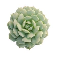 Painted lady echeveria working so hard succulents. Buy Painted Lady Echeveria Plants Online At Lowest Price