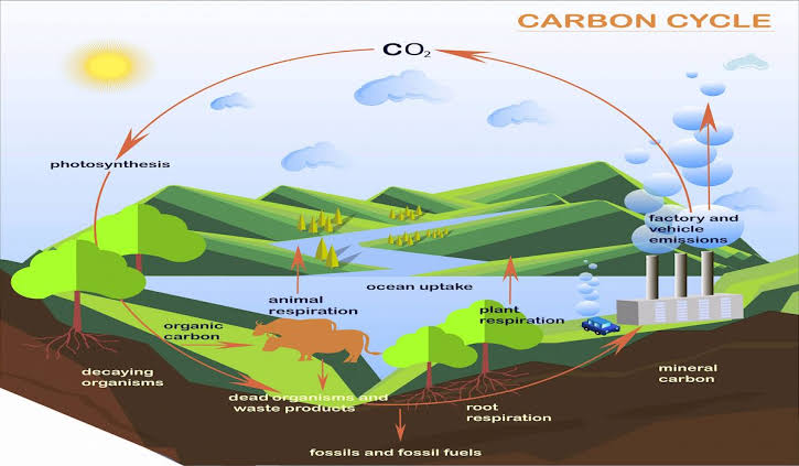 Resultado de imagem para carbon cicle"