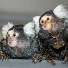 Image result for Monotes glaber