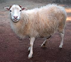 Google translate bm to english google dictionary english to malayalam goods and services tax and its impact on gdp goods and services tax network goods and services tax act and its impact on gdp project gigi palsu untuk gigi depan atas google translate bm to bi google. Sheep Wiktionary