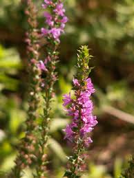 Image result for Lythraceae