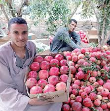 ‫أحلام مزارعى الرمان.. أسيوط تقيم أول مصنع للمركزات بتكلفة مليارى جنيه -  الأهرام اليومي‬‎