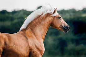 fotos pferde in der natur i anna ibelshauser pferde haflinger pferde hubsche pferde