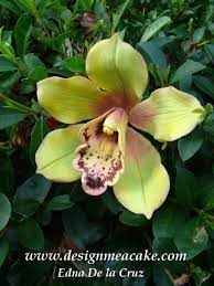 Cymbidium Orchid Flowers Cold Porcelain Flowers Cymbidium Orchids Porcelain Flowers