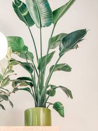 It can be used to accent tall pillars near a home's entrance, add a tropical note as a backdrop in a mixed bed, or as a striking container plant on the patio or pool deck. Birds Of Paradise The Plant Doctors