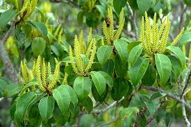 Image result for Excoecaria