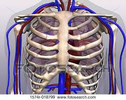 'it is important to understand rib cage anatomy if we want to treat upper back pain' explains sarah key. Close Up Of A Human Rib Cage Stock Illustration 1574r 018799 Fotosearch