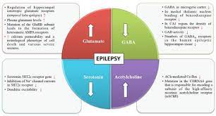 Biomedicines Free Full Text Pharmacological And Therapeutic Approaches In The Treatment Of Epilepsy Html