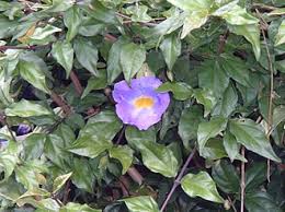 Image result for Thunbergia mildbraediana