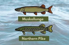 We did not find results for: Muskie Versus Pike All You Need To Know Niagara Fish Assassins