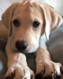 Big Bad Attack Dog Cute Baby Animals Cute Puppy Videos Cute Funny Animals