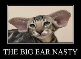 The Big Ear Nasty Memes Video Gifs Cat Memes Oldmemes Classic Memes Big Memes Ear Memes