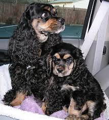 Image result for americký kokršpaněl