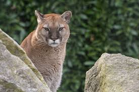 Check spelling or type a new query. Hintergrundbilder Natur Gras Lowe Tierwelt Nikon Grosse Katzen Zoo Whiskers Puma Kitty Tier Berg Fauna Katze Wie Saugetier Schnauze Fleischfresser Organismus D500 Terrestrial Animal 5189x3459 872780 Hintergrundbilder Wallhere