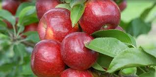Varieties which are known to produce low quantities of pollen and /or or poor quality pollen are then excluded. Cornell Cooperative Extension Pruning Of Tall Spindle Apple Trees