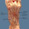 Jan 19, 2021 · the intrinsic muscles are located within the foot and are responsible for the fine motor actions of the foot, for example movement of individual digits. 3