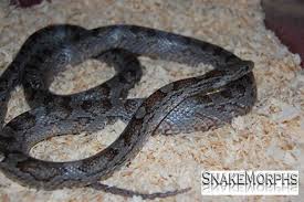 Black And White Corn Snake Morph Corn Snake Anery Charcoal Morph Cobras