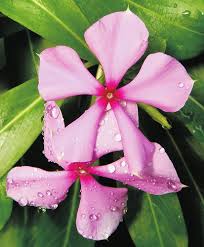 Image result for Rytigynia ruwenzoriensis