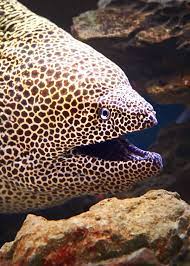 Unlike other eels, moray eel has two sets of sharp teeth. 34 Moray Eel Facts Double Jawed Beauties Of The Deep Everywhere Wild