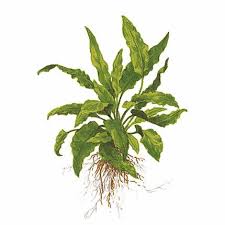 Cryptocoryne wendtii, the wendt's water trumpet, is a species of herb which is a popular aquarium plant which is native to sri lanka. Cryptocoryne Wendtii Green 109 Topf