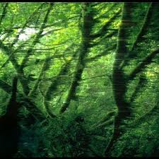 This game is cracked and highly compressed game. Nu Clear In The Middle Of The Windy Forest Free Download By Nclr