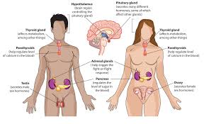 endocrine system endocrine system natural body detox