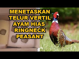 Merosotnya harga telur ayam negeri disebabkan merembesnya peredaran telur infertil. Beli Telur Vertil Ayam Hias Ringneck Pheasant Via Tokopedia Seller Asal Magelang Jawa Tengah Youtube