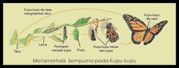 Untuk mengetahui lebih lengkapnya simak. Metamorfosis Sempurna Jenis Gambar Siklus Dan Contohnya