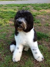 Black And White St Bernard Puppy Saint Berdoodle 9 Months Old Black And White St Berdoodle Pet Id Best Dogs