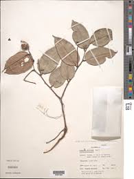 Image result for Oubanguia africana